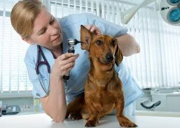 Tierkrankheiten Hunde