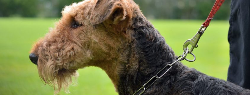 Hunde an die Leine – den Landwirten zuliebe!