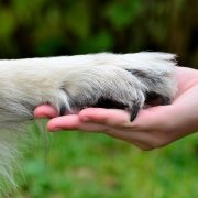 Hunde sind gesund!