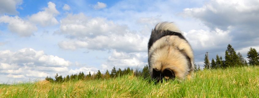 Hunde sind so intelligent wie Affen