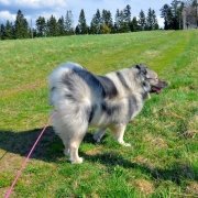 Hundehalsbänder: So sitzt es perfekt