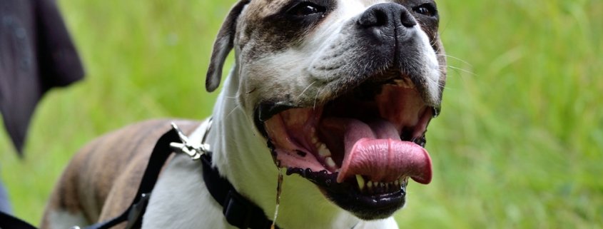 Hunderassen: American Pit Bull Terrier