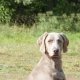 Hunderassen: Weimaraner