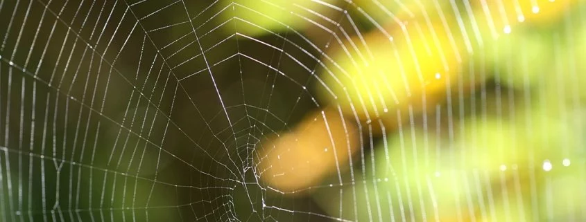 Hungrige Spinnen: Achtbeiner fressen erstaunliche Mengen