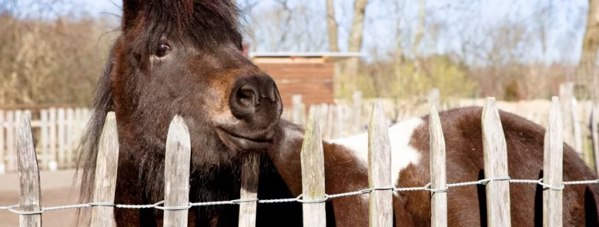 Pferderassen: Das Islandpferd