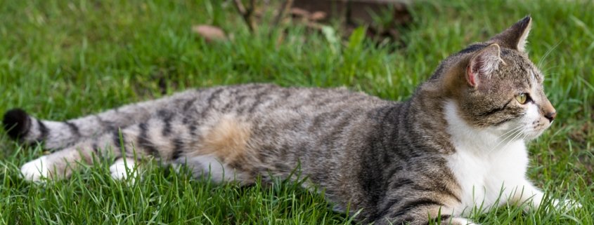 Kastration bei der Katze - Pro und Contra