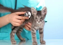 Tierkrankheiten Katzen