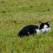 Katzen: Fiese Jäger oder süße Schnurrer?