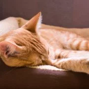 Katzenhygiene: Wann markieren, wann urinieren Katzen?