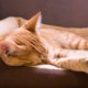 Katzenhygiene: Wann markieren, wann urinieren Katzen?