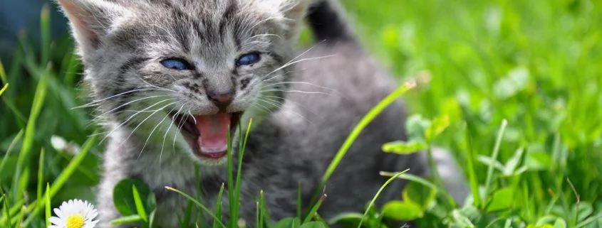 Katzenjammer – Warum hört meine Katze nicht auf zu miauen?