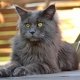 Katzenrassen: Maine Coon