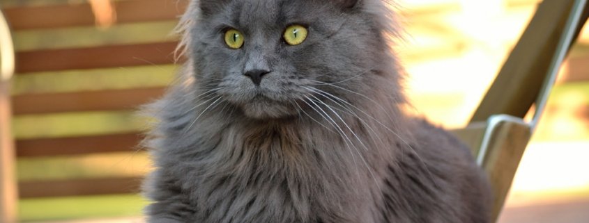 Katzenrassen: Maine Coon