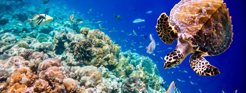 Korallen-Nachwuchs und ihre Reise