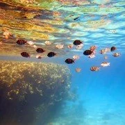 Korallensterben: Ursachen und Auswirkungen