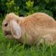 Kotverwerter - ungewöhnliche Nascherei für Kaninchengesundheit