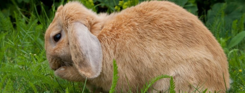 Kotverwerter - ungewöhnliche Nascherei für Kaninchengesundheit
