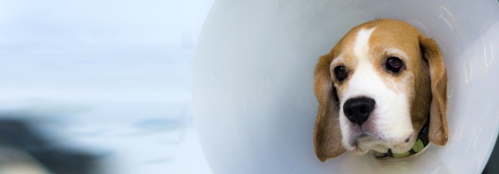 Krankheiten Tiere - Slider gross Krankheiten Tiere - Slider gross