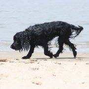 Der Labradoodle - Der Hund für Allergiker