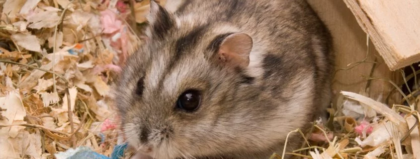Mäuse leben in menschlicher Gesellschaft länger als gedacht