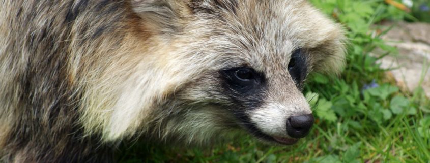 Marderhunde auf dem Vormarsch