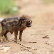 Haltung von Minischweinen – die Erziehung
