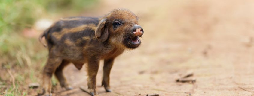 Haltung von Minischweinen – die Erziehung