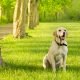 Mutiertes Gen sorgt für Übergewicht bei Labrador Retriever