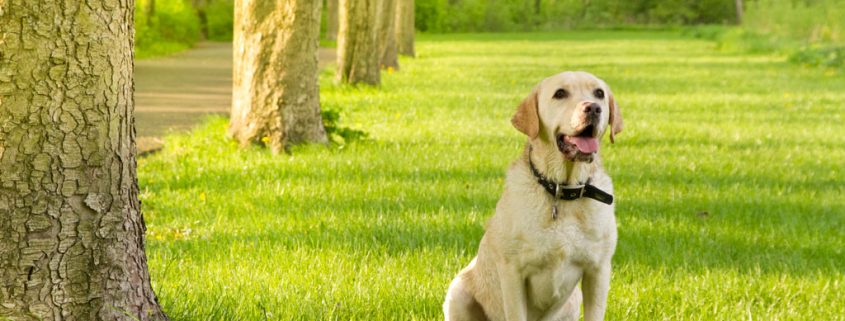 Mutiertes Gen sorgt für Übergewicht bei Labrador Retriever