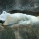 Mysteriöser Tod von Eisbär Knut aufgelöst