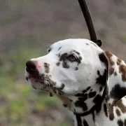 Die Nase eines Hundes