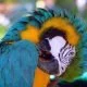 Neue Papageienart aus Yucatan entdeckt