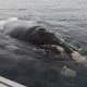 Ohrenschmalz von Walen archiviert Lebensbedingungen
