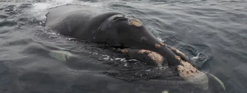 Ohrenschmalz von Walen archiviert Lebensbedingungen