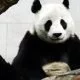 Ist der Pandabär wirklich Vegetarier?
