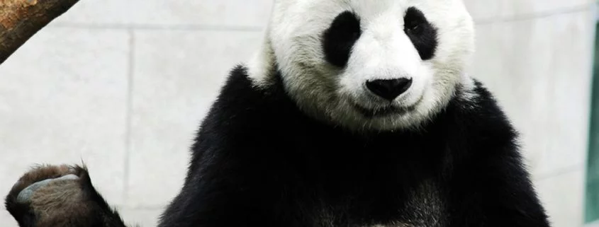 Ist der Pandabär wirklich Vegetarier?