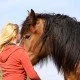 Partner Pferd - Vertrauen zwischen Reiter und Tier