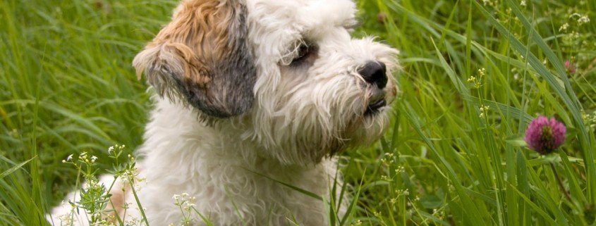 Parvovirose (Hund Viruserkrankung)