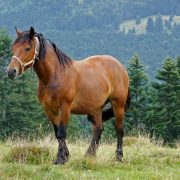 Pferderassen: Der Tinker