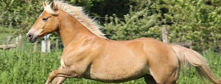 Pflanzliche Heilmittel für Pferde