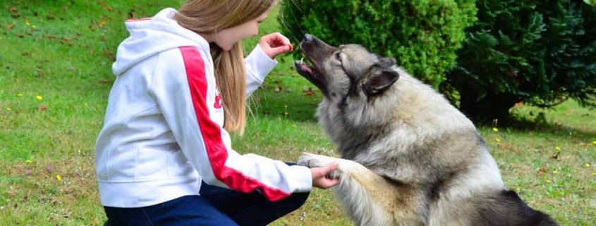 Physiotherapie für den Hund: Ab wann sinnvoll?