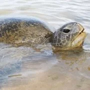 Plastikverschmutzung tötet Schildkröten