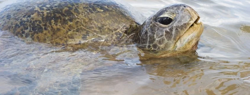 Plastikverschmutzung tötet Schildkröten