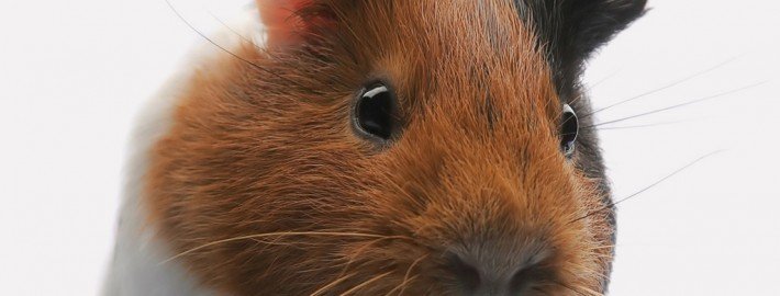 Popcornen - Wenn Meerschweinchen sich freuen