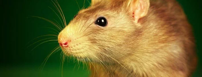 Ratten helfen bei dem Aufspüren von Bomben