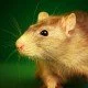 Ratten helfen bei dem Aufspüren von Bomben