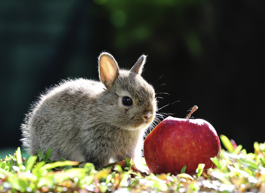 Яблоки кроликам можно давать. Кролик ест яблоко. Кролик с яблоками. Кролик кушает. Кроличье яблоко.