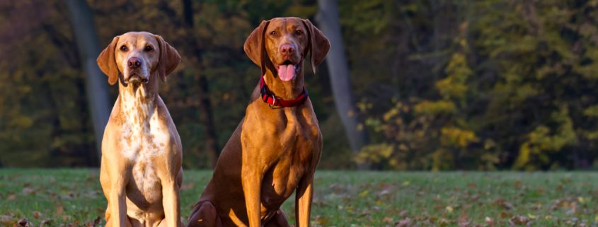 Die richtige Auslastung von Jagdhunden (Teil 2)