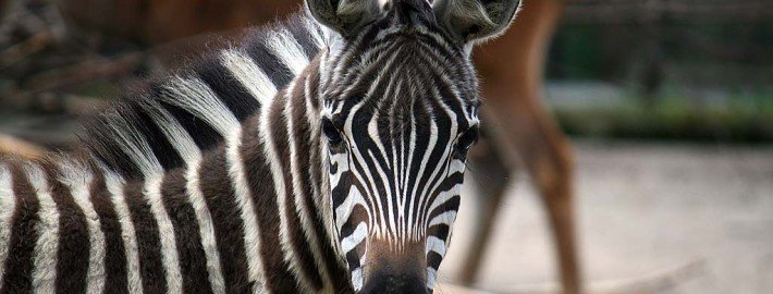 Safari - Tiere in freier Wildbahn erleben