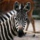 Safari - Tiere in freier Wildbahn erleben
